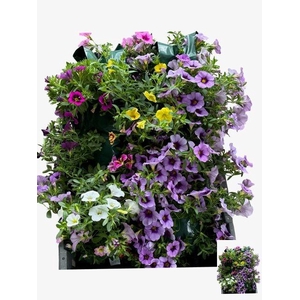 HANGING BASKETS