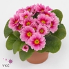 Primula ac. 'Delia Apfelbluete'