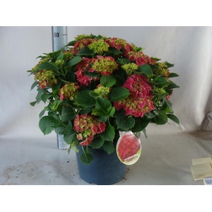 Hydrangea mac.