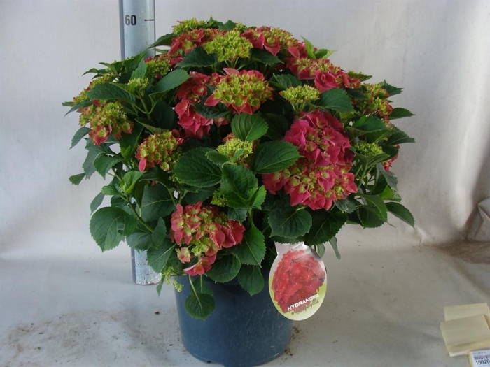 <h4>Hydrangea mac.</h4>
