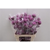 Katoen Purple