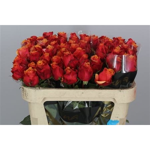 Rosa grootbloemig Cherry Brandy