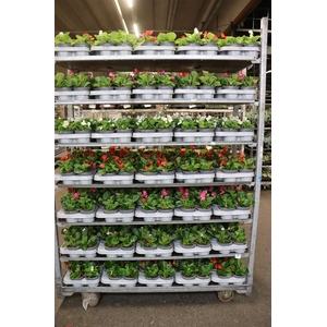 Bego Mixk 1 Klr Per Tray