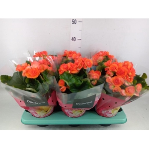 Begonia elat. DU 'Reina'