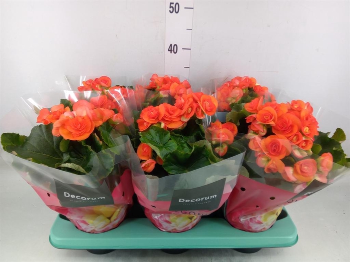 <h4>Begonia elat. DU 'Reina'</h4>