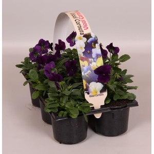 Viola Co Paars Sixpack