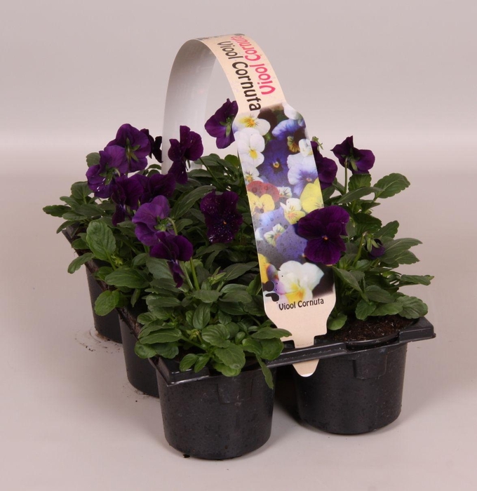 <h4>Viola Co Paars Sixpack</h4>