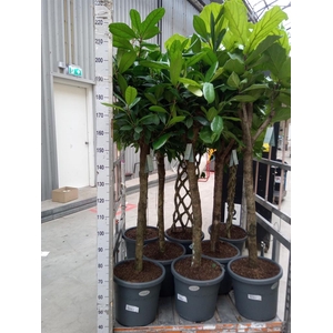 Ficus cyathistipula