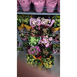 Kalanchoe gevuld grootbloemig gemengd