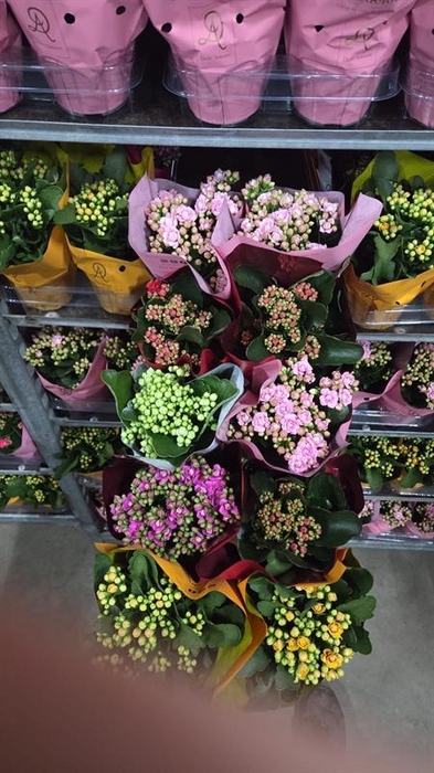 <h4>Kalanchoe gevuld grootbloemig gemengd</h4>