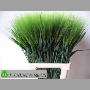 TRITICUM AESTIVUM