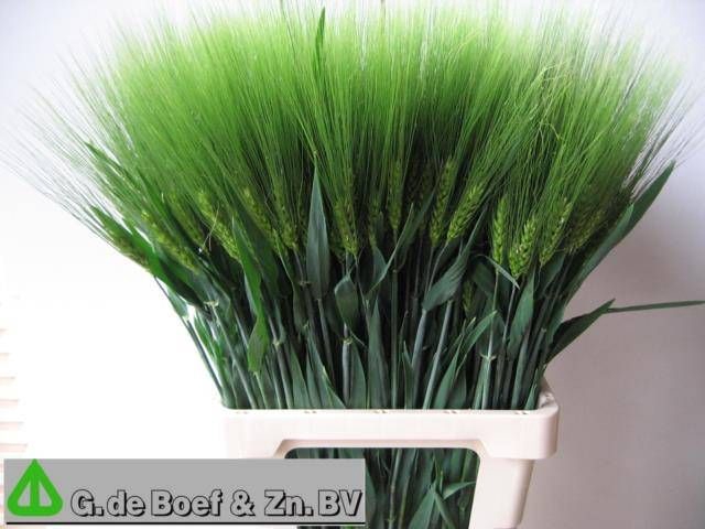 <h4>TRITICUM AESTIVUM</h4>