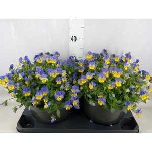 Viola corn. 'Evo Mini Yellow Blue'