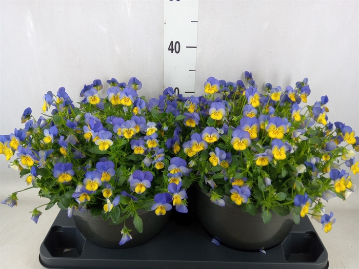 <h4>Viola corn. 'Evo Mini Yellow Blue'</h4>