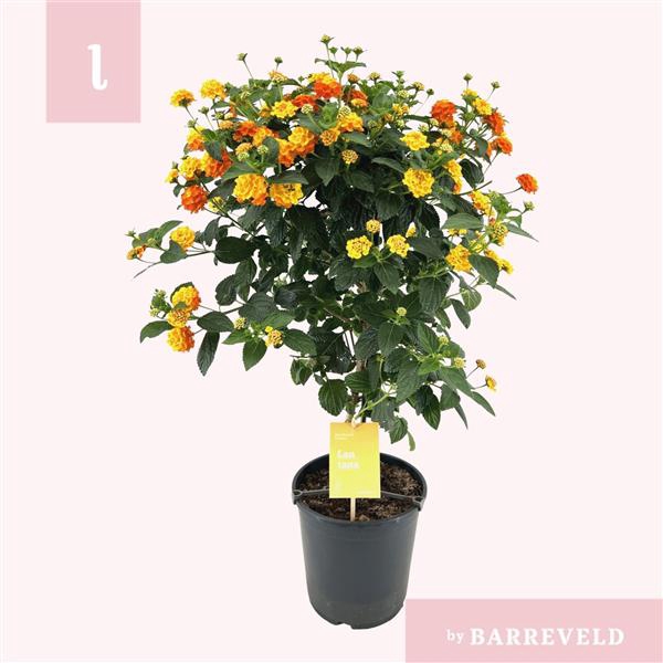 <h4>Lantana Oker stam</h4>