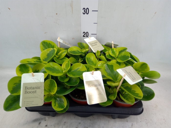 <h4>Peperomia</h4>