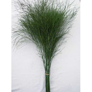 FOLHAGEM ASPARGO VASSOURINHA 080 CM