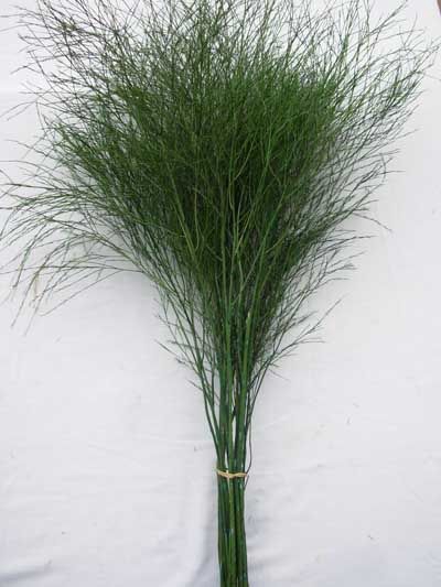 <h4>FOLHAGEM ASPARGO VASSOURINHA 080 CM</h4>