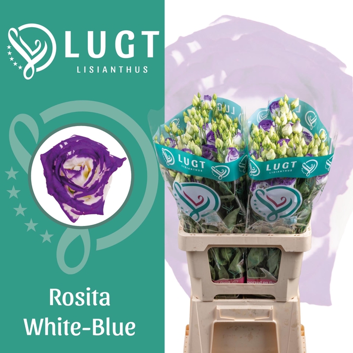 <h4>Lisianthus Rosita Blue Picotee 996</h4>