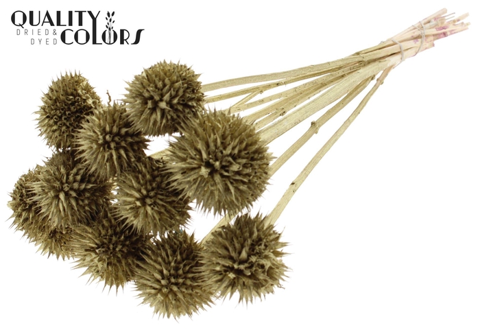 <h4>Droogbloemen   ...bewerkt H%</h4>
