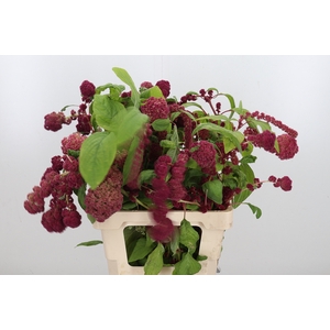Amaranthus Caudatus Rosary
