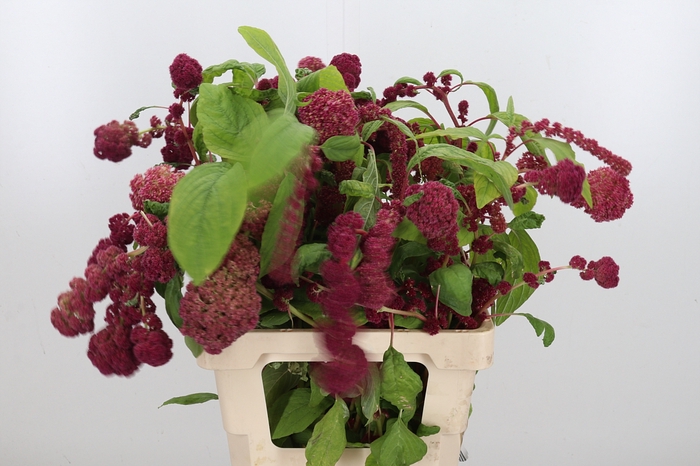 <h4>Amaranthus Caudatus Rosary</h4>