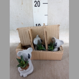 Arr.  Succulents L%