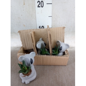 Arr.  Succulents L%
