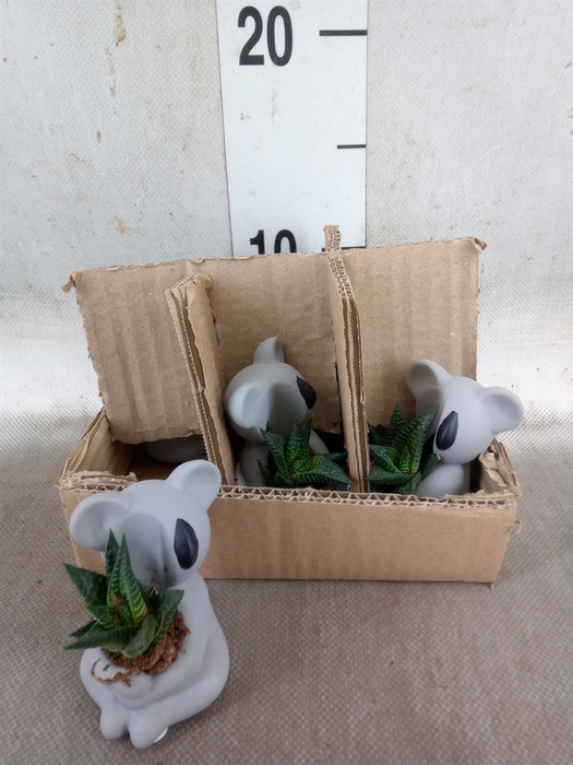 <h4>Arr.  Succulents L%</h4>
