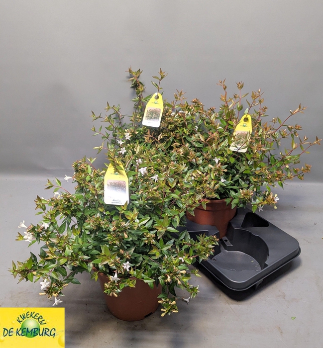 <h4>ABEL GRANDIFLORA</h4>