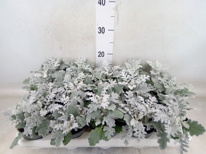 <h4>Jacobaea maritima</h4>