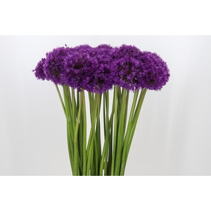 Allium Purple Sensation