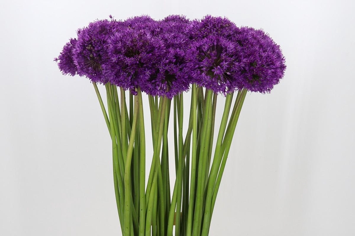 <h4>Allium Purple Sensation</h4>