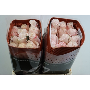 R Gr Pomarose