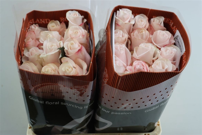 <h4>R Gr Pomarose</h4>