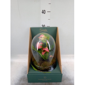 Arr.  Anthurium H%
