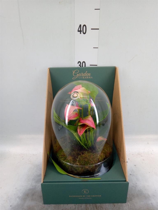 <h4>Arr.  Anthurium H%</h4>