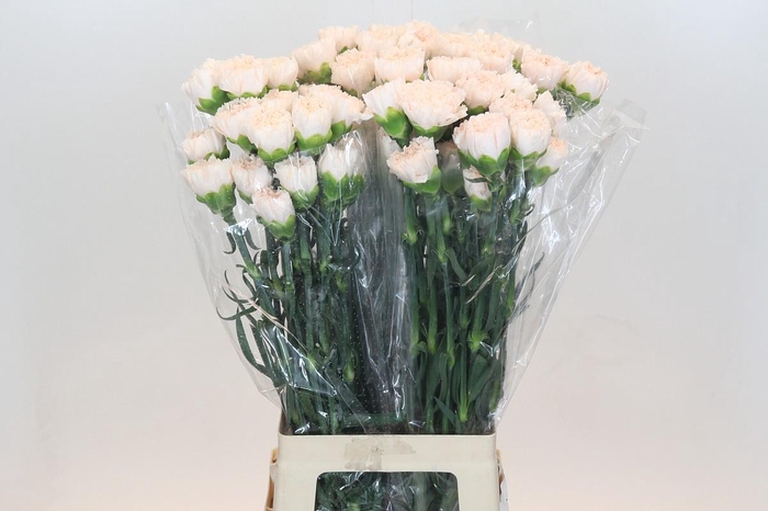 <h4>Dianthus St Brut</h4>