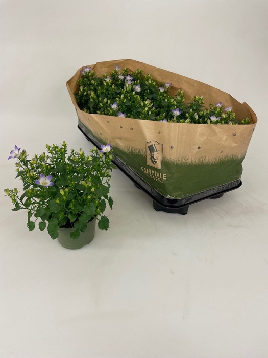 <h4>CAMP FANCY MEE</h4>