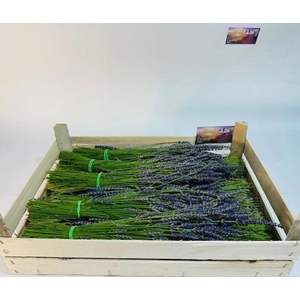 Lavandula Angustifolia per bos
