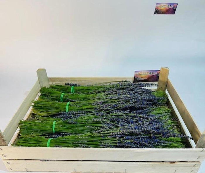<h4>Lavandula Angustifolia per bos</h4>
