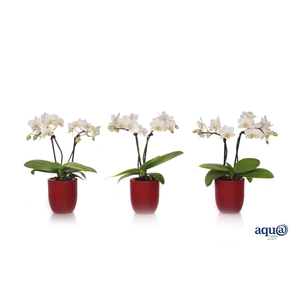 Hugo Wine Red Tiny Dolls Wit 2T12+ Aqu@