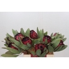 Protea Barbigera Ruby Princess Air