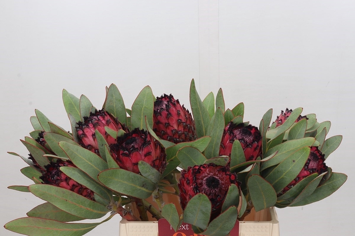 <h4>Protea Barbigera Ruby Princess Air</h4>