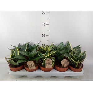 Sansevieria trifa. 'Hahnii'