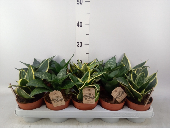 <h4>Sansevieria trifa. 'Hahnii'</h4>