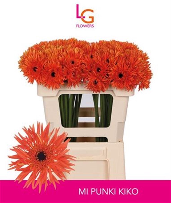 <h4>Ge Ms Punki Kiko</h4>