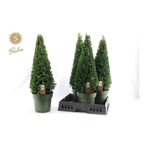 BUXU SEMPERVIRENS