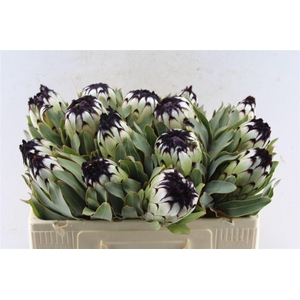Protea Mag Niobe