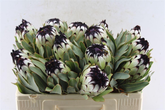 <h4>Protea Mag Niobe</h4>